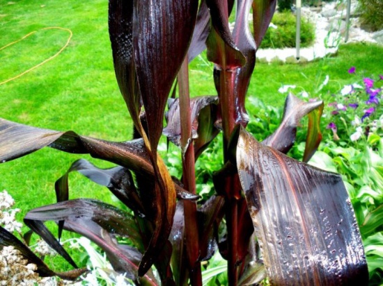 Czarna trawa   HIT !!!!!      15 nasion   